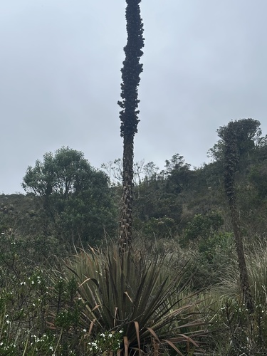 Puya goudotiana, photograph 2