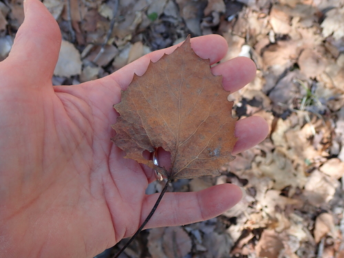 Bigtooth Aspen (Populus grandidentata)