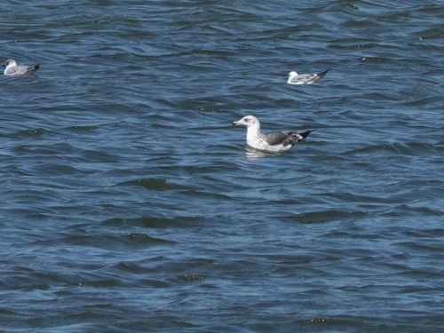 Avistamiento Gaviota Dorsinegra Menor