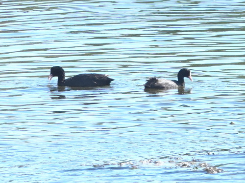 Avistamiento Fulica atra