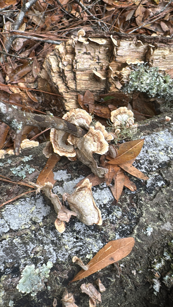 Stereum lobatum · March 2026 · photo: © a_hippe (iNaturalist, cc0)