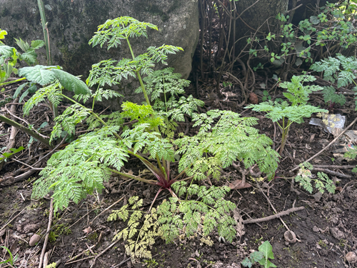 poison hemlock (Conium maculatum)
