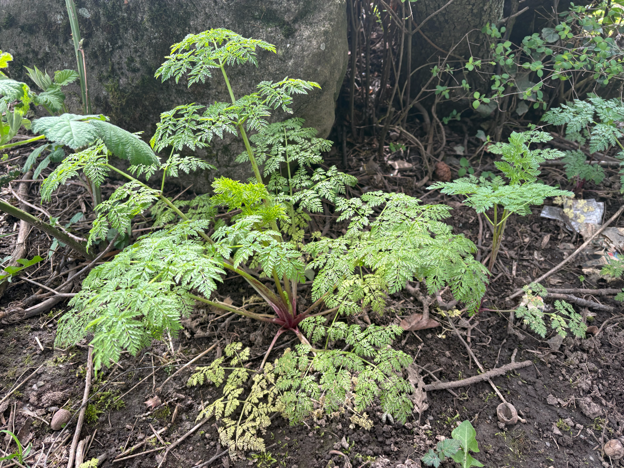 Poison Hemlock (Conium maculatum)