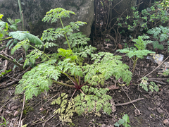 La Ciguë Maculée (Conium maculatum)