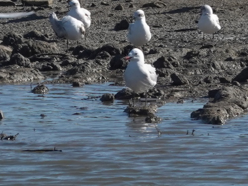 Avistamiento Gaviota de Audouin