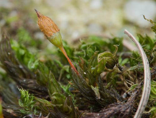 Anomalous Bristle-moss (Orthotrichum anomalum)
