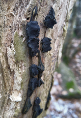 Biscogniauxia repanda