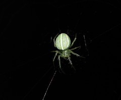 Araneus ginninderranus