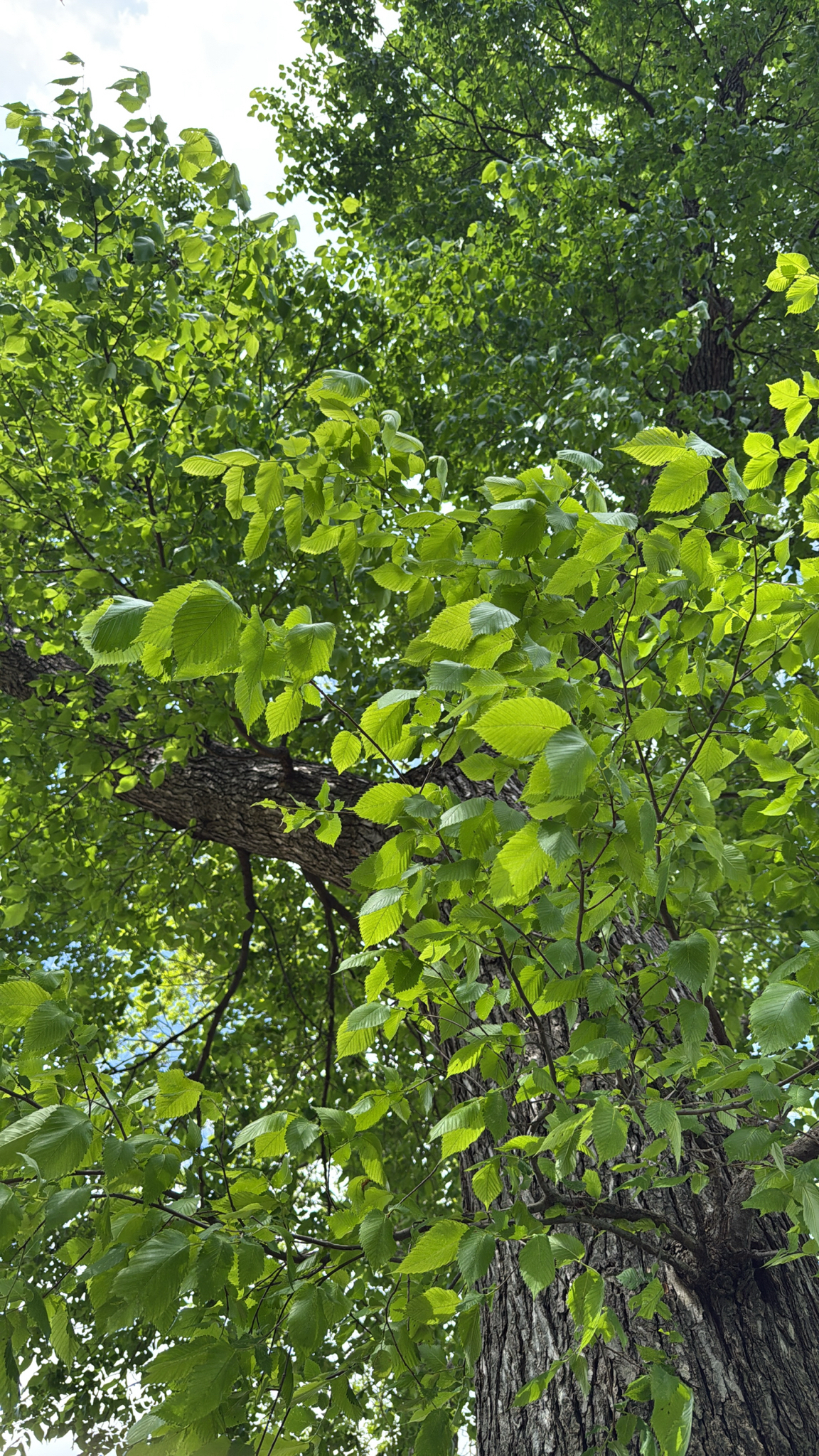 American Elm (Ulmus americana)