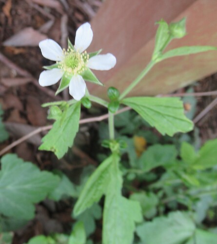 white avens (Geum canadense)