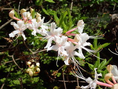 Rhododendron canescens image