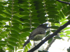 Myiarchus tuberculifer