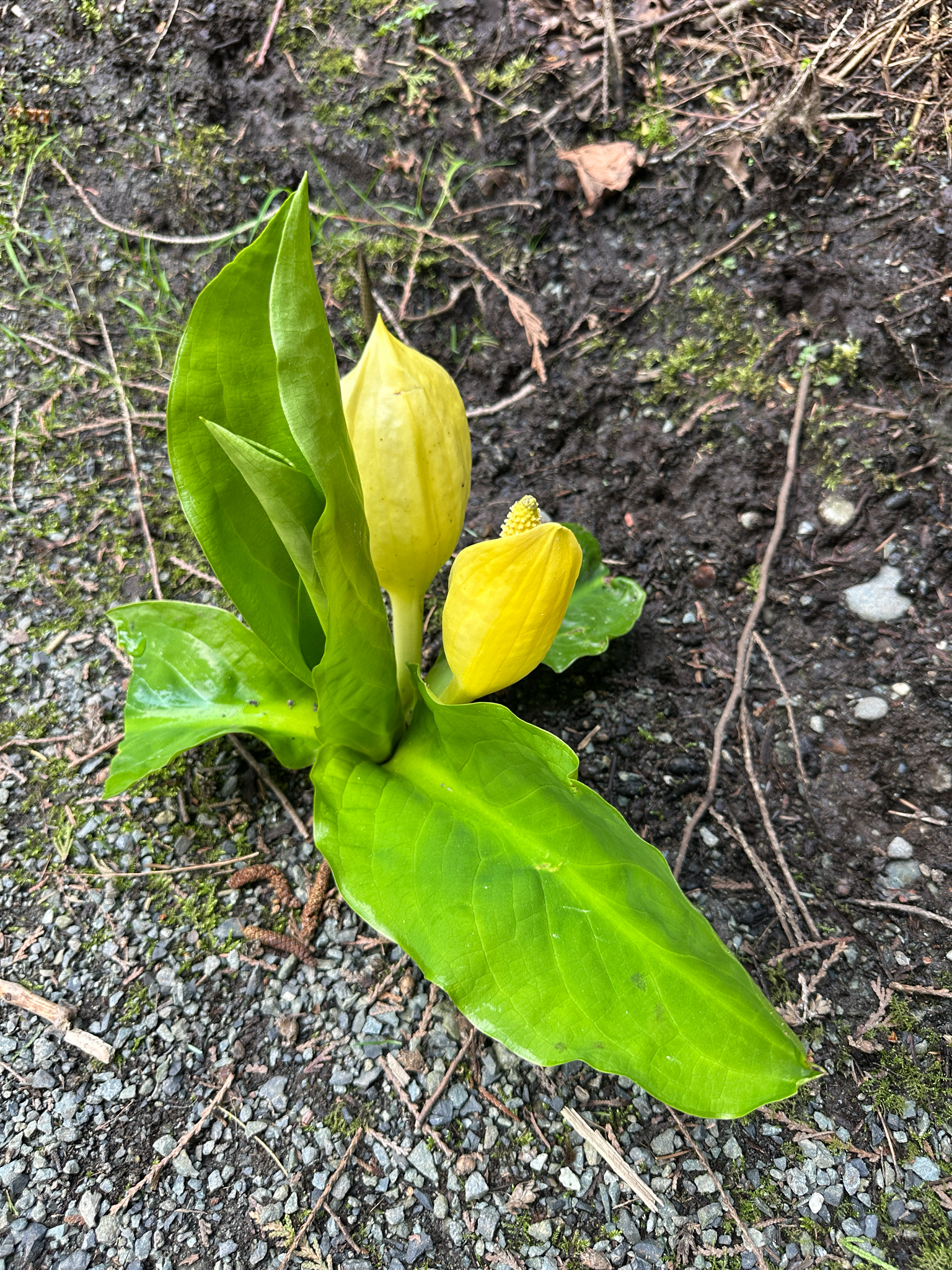 American Skunkcabbage (Lysichiton americanus)
