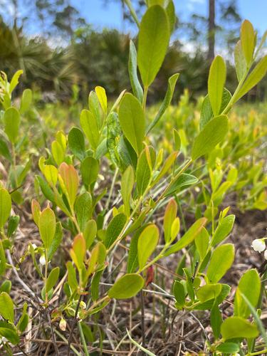 dwarf huckleberry (Gaylussacia dumosa)