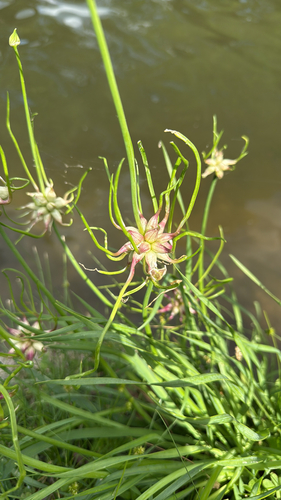 Canadian Meadow garlic (Allium canadense)