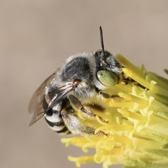 Anthophora curta