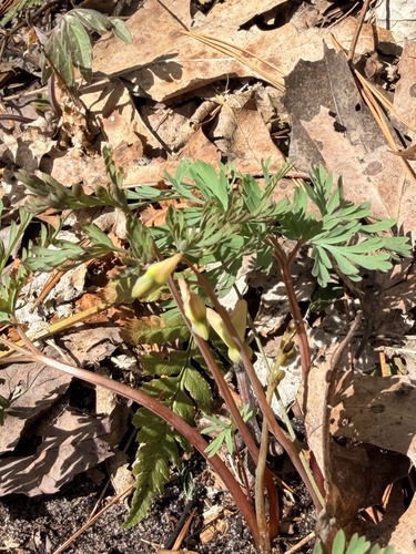 Dutchman's breeches (Dicentra cucullaria)