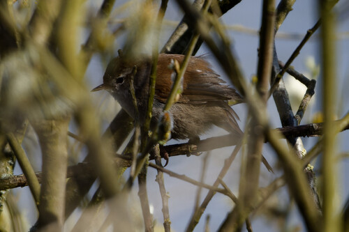 Cetti's Warbler, Anna Paulowna, Netherlands, photo 10 of 10