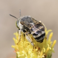 Anthophora curta