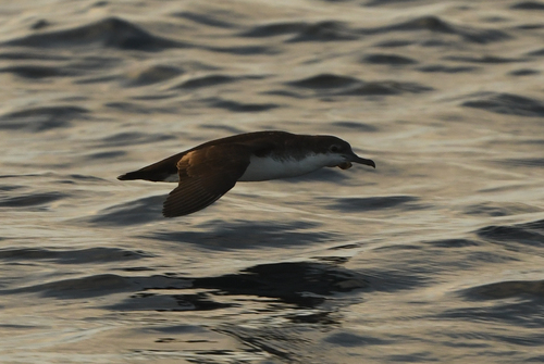 Persian Shearwater (Puffinus persicus), photo 6