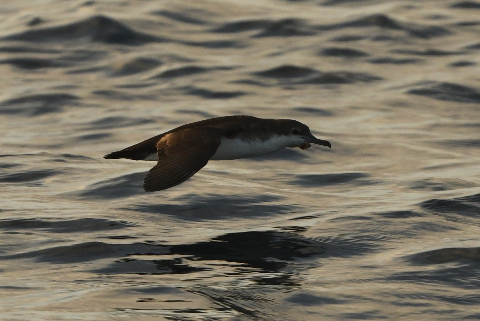 Persian Shearwater (Puffinus persicus), photo 4