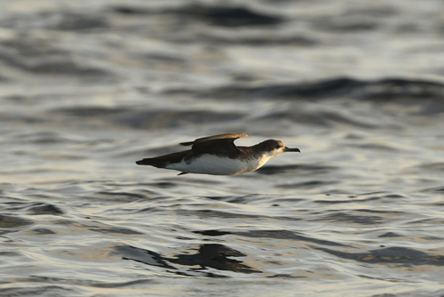 Persian Shearwater (Puffinus persicus), photo 5