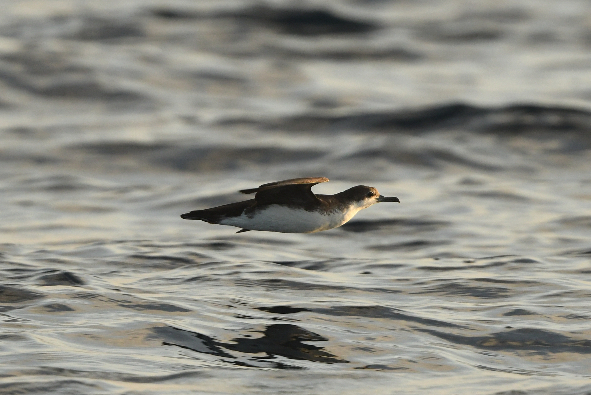 Persian Shearwater (Puffinus persicus), photo 3