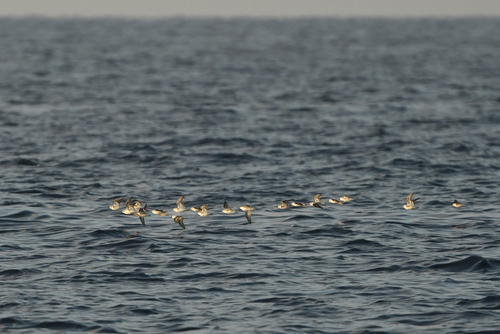 Red-necked Phalarope (Phalaropus lobatus), photo 4
