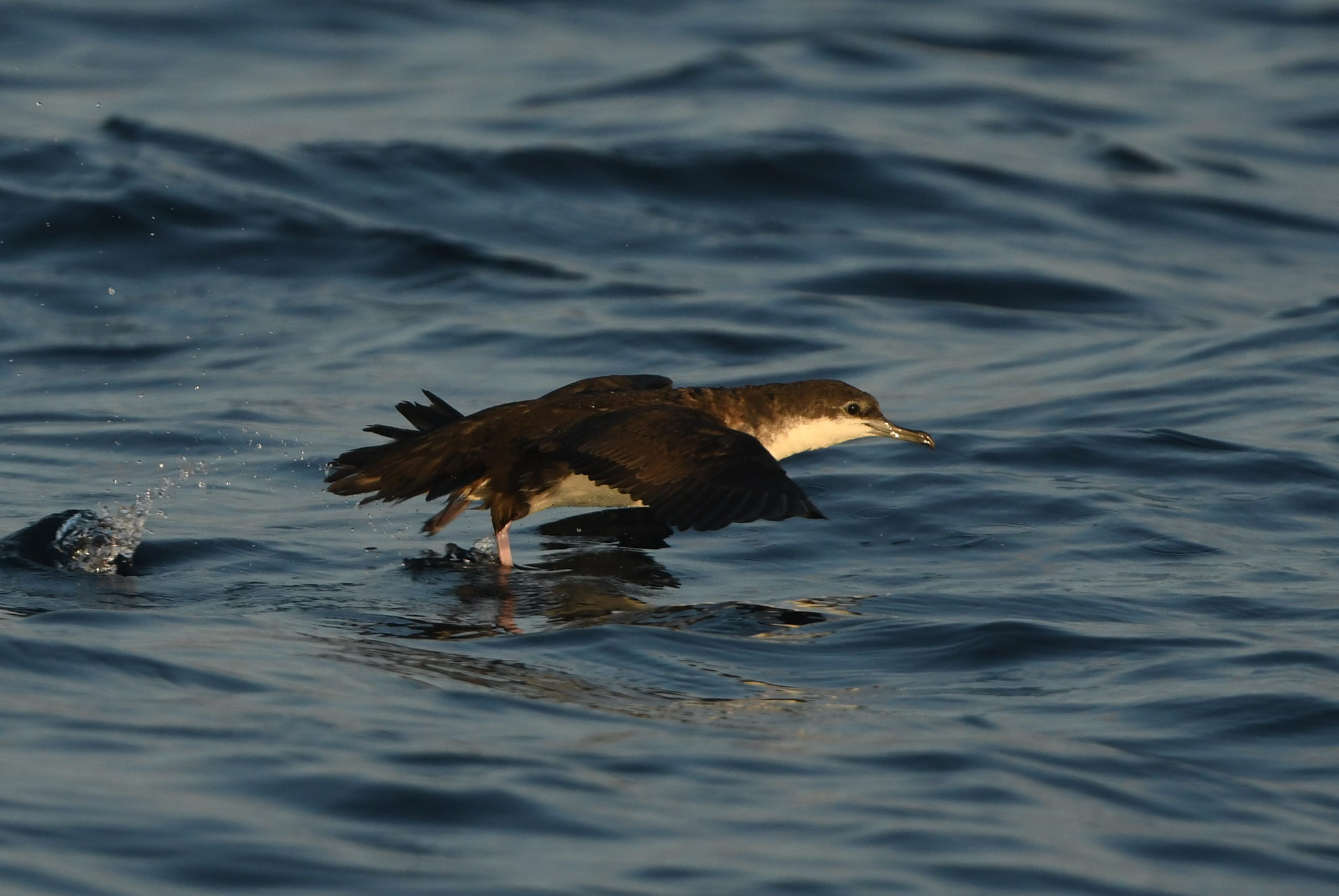 Persian Shearwater (Puffinus persicus), photo 2