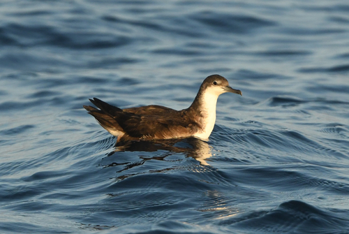 Persian Shearwater (Puffinus persicus)