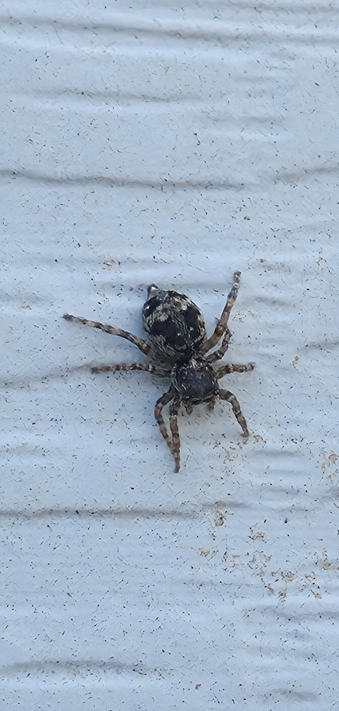 Flower Jumping Spider