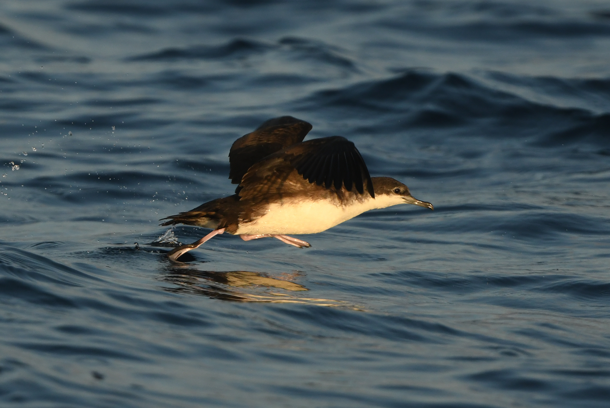 Persian Shearwater (Puffinus persicus), photo 5