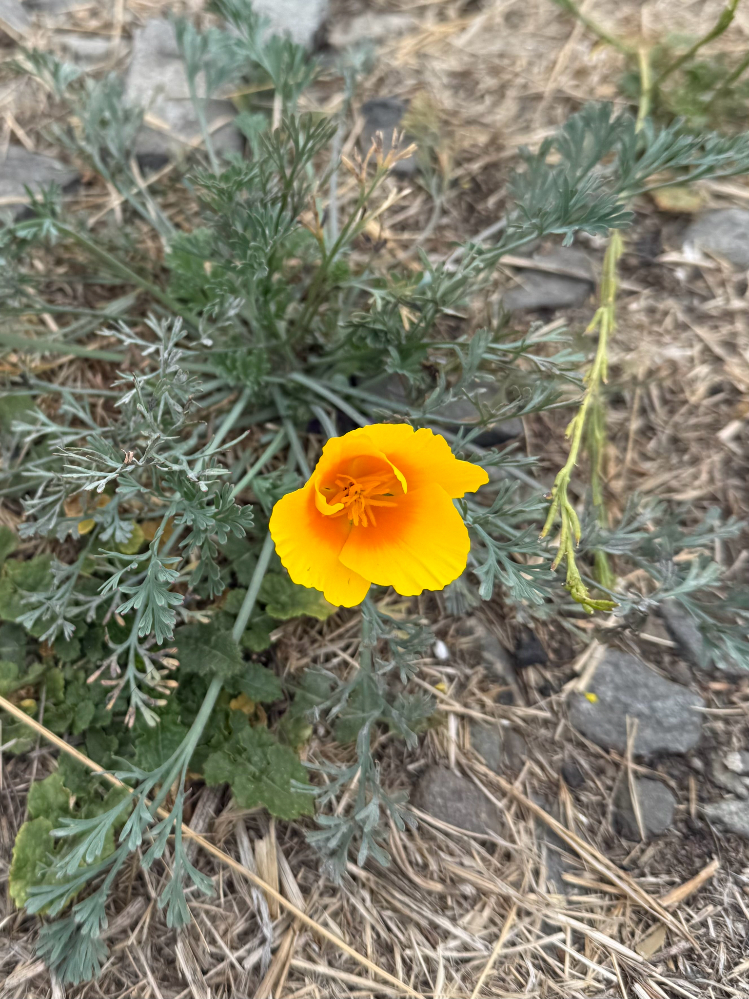 California Poppy (Eschscholzia californica)
