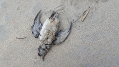 Pelecanoides urinatrix