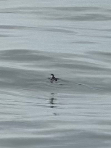 Peruvian Diving Petrel (Pelecanoides garnotii), photo 4