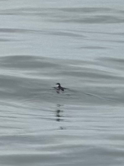 Peruvian Diving Petrel (Pelecanoides garnotii), photo 4