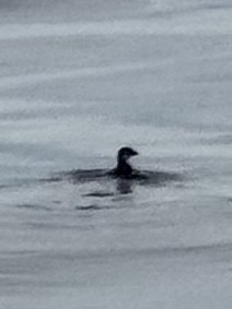 Peruvian Diving Petrel (Pelecanoides garnotii), photo 3