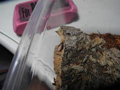 Compsodes cucullatus