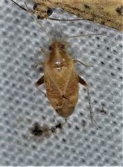 Hamatophylus guttulosus