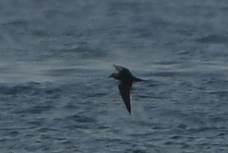Jouanin's Petrel (Bulweria fallax), photo 8