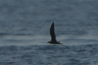 Jouanin's Petrel (Bulweria fallax), photo 7
