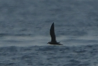 Jouanin's Petrel (Bulweria fallax), photo 7