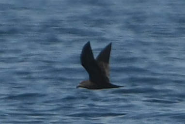Jouanin's Petrel (Bulweria fallax), photo 9