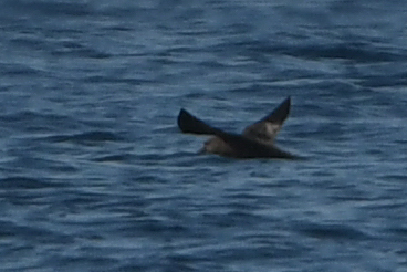 Jouanin's Petrel (Bulweria fallax), photo 10