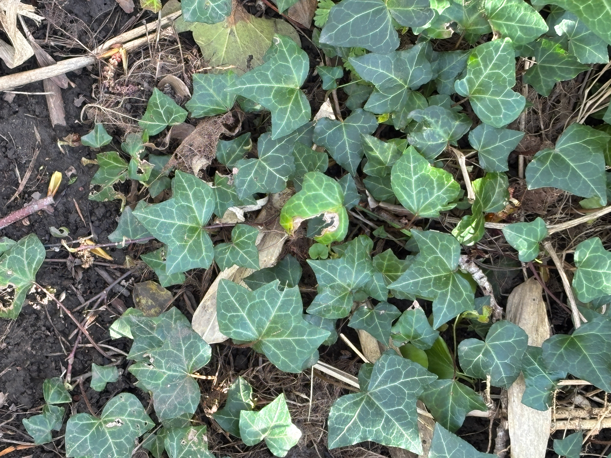 Common Ivy (Hedera helix)