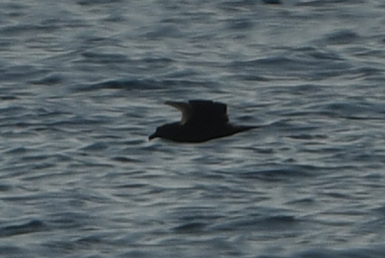Jouanin's Petrel (Bulweria fallax), photo 6
