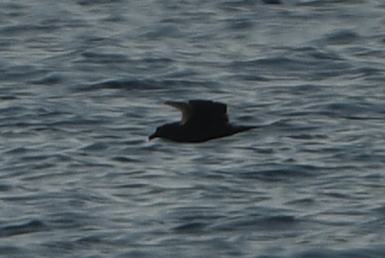 Jouanin's Petrel (Bulweria fallax), photo 6