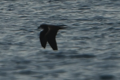 Jouanin's Petrel (Bulweria fallax), photo 3