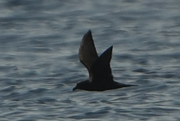 Jouanin's Petrel (Bulweria fallax), photo 2