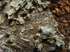 Compsodes cucullatus